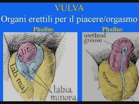 come è fatto il clitoride